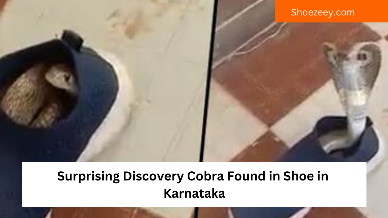 Surprising Discovery Cobra Found in Shoe in Karnataka